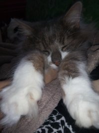 У нас 2 кошки и 2 кота, кошку подобрали с улицы, она нам двоих котят презентовала через 1,5 месяца, и ещё одного паршивца подобрали в подъезде еле живого. Теперь похоже не они живут у нас, а мы у них