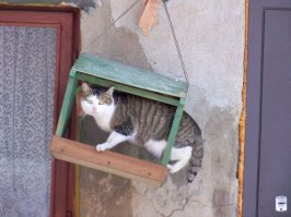 Осторожно: эти животные опасны и вызывают приступ безудержного умиления