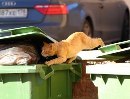 Очень колоритные уличные коты. Часть 4