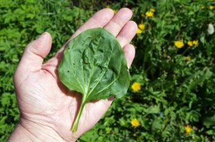 Дуракам закон не писан