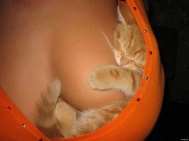 Это супер-изобретение позволяет приручить дикого котенка всего за 48 часов