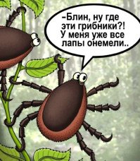 Про клещей и энцефалит