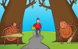 Про клещей и энцефалит