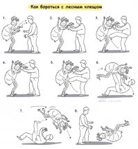 Про клещей и энцефалит