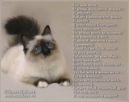 Это супер-изобретение позволяет приручить дикого котенка всего за 48 часов