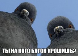 Забавные снимки с Российских просторов
