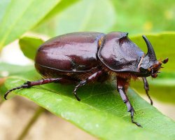 Вот вроде и красивые таракашки но какое то отвращение к ним, к сороконожкам всяким, паукам тоже какое то отторжение. Вот простые жуки такого чувства не вызывают почему то,  например майский жук или жук носорог мне нравятся.