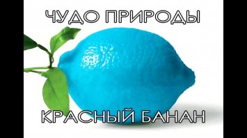 Шедевр генной инженерии: розовый волшебный ананас