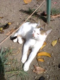 Очень колоритные уличные коты. Часть 4