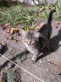 Очень колоритные уличные коты. Часть 4