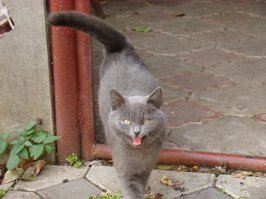 Очень колоритные уличные коты. Часть 4