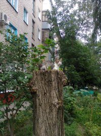 Очень колоритные уличные коты. Часть 4