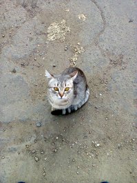 Очень колоритные уличные коты. Часть 4