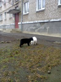 Очень колоритные уличные коты. Часть 4