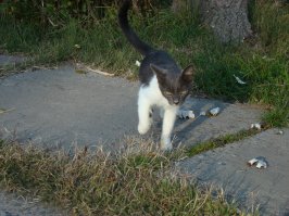 Очень колоритные уличные коты. Часть 4