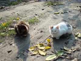 Очень колоритные уличные коты. Часть 4