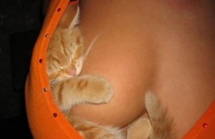 Это супер-изобретение позволяет приручить дикого котенка всего за 48 часов