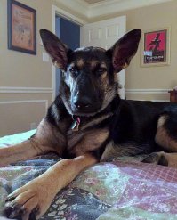 - Like a boss... (c)

XD красавчик, а волонтеры красавчики!