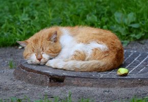 Лето по-кошачьи