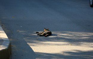 Лето по-кошачьи