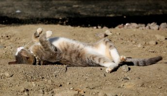 Лето по-кошачьи