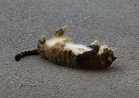 Лето по-кошачьи