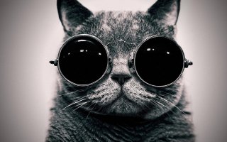 Лето по-кошачьи