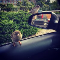 Навеяло: ,,..воробьи, вы ж воры, как и я, и у вас воровские замашки..."
Круг. М