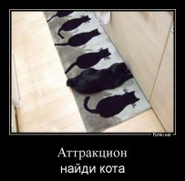 не , ну вы даёте !   как по картинке с такого ракурса определить кот это или кошка ?
