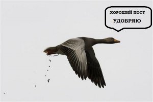 Самые актуальные мировые новости по версии сайта «Бесэдер?»
