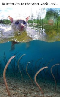 Морской червь атакует рыбу