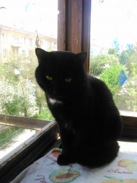 подобранный , выхожен, вылечен. благодарный котик ) правда иногда на улицу смотрит подолгу