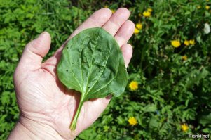 Иномарка сбила лося в Тверской области