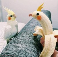 Попугай приходит в восторг, когда его хозяин возвращается домой