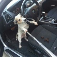 Никогда не оставляйте собак в машине в жаркую погоду