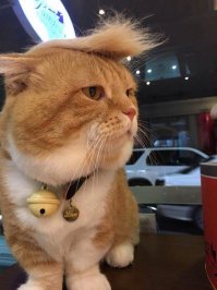 Котик Трампа.