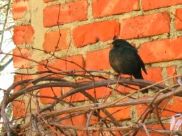 И винограду вашему тоже... дроздец.