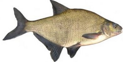 Вот лещ..с мелкими чешуйками.
А китайская подушка - толь сазан, толь хрень какая-то. Одно слово - Алиэкспресс..