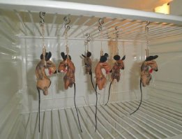 Самое посещаемое место в квартире после кровати