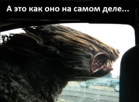 Очередная подборка картинок с подписями