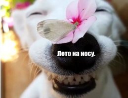 Очередная подборка картинок с подписями