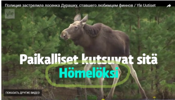 А как по-фински будет "Дурашка"? (ц)