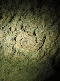 Амонитная ячейка на потолке. Пещера "Кривата пещ", Болгария.