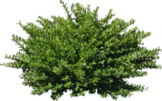 Брить или не брить?