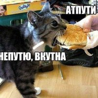 Лето по-кошачьи