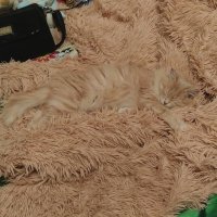 25 невероятных примеров защитной маскировки в мире животных