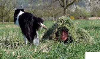 25 невероятных примеров защитной маскировки в мире животных