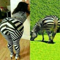 25 невероятных примеров защитной маскировки в мире животных