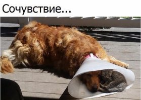 Собаки-хулигаки