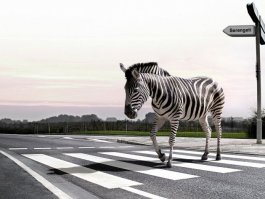 Вот Мастер маскировки